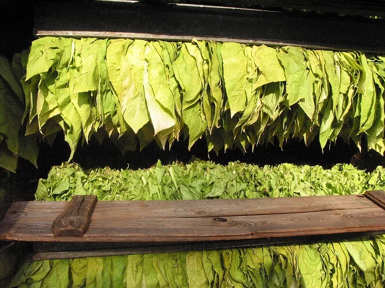 The leaves used in making cigars undergo several processes which can take several months to complete