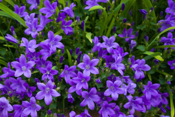 Why Bellflower Tea is Your Secret Weapon for Boosting Immunity
