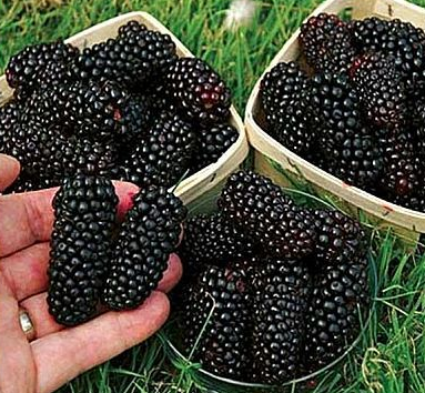 Blackberry Fruit A Natural Remedy for Digestive Health