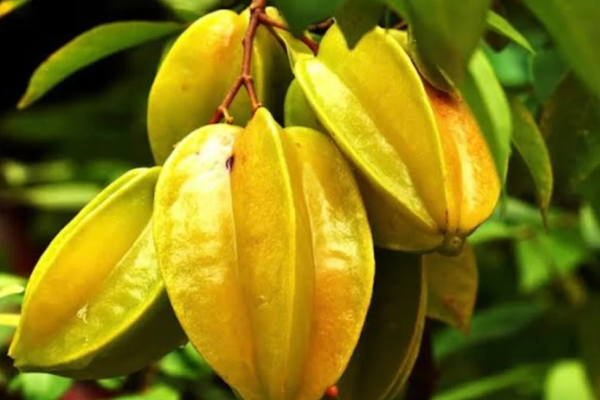Carambola A Tropical Superfood for Boosting Immunity