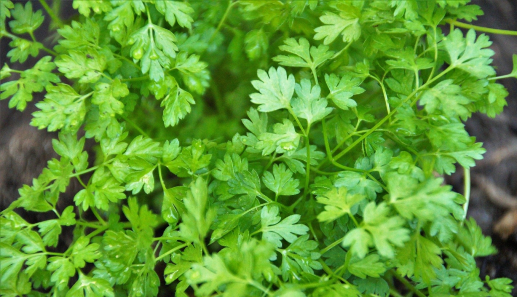 Exploring the Health Benefits of Chervil A Nutrient-Rich Herb