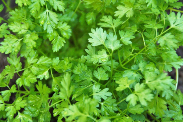 Exploring the Health Benefits of Chervil A Nutrient-Rich Herb