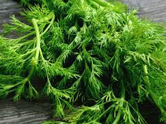 Dill as a Natural Remedy: Harnessing its Medicinal Properties