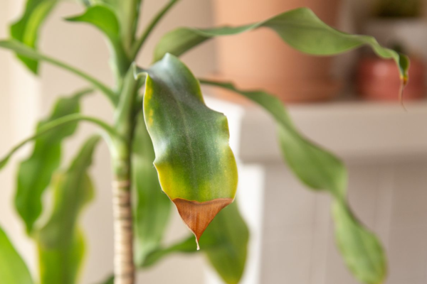 The Top 5 Reasons Your Houseplants Are Developing Brown Tips