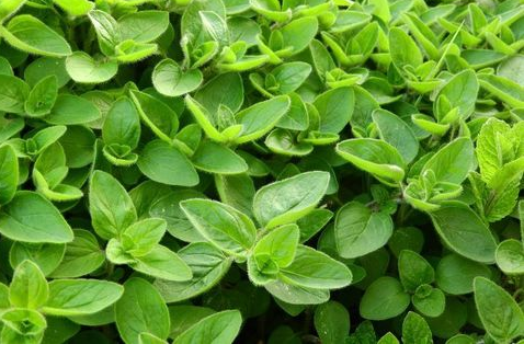Health Benefits of Marjoram Leaves A Natural Remedy for Various Ailments
