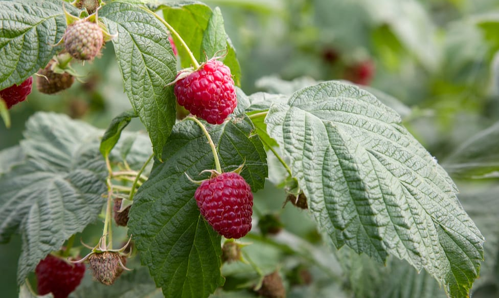 How Raspberry Leaf Tea Can Support Women's Health
