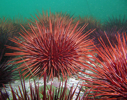 Red Sea Urchins A Potential Source of Medicinal Compounds and Research Insights