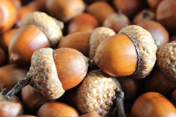 The Surprising Health Benefits of Adding Acorns to Your Diet