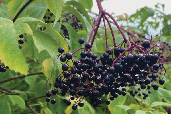 Elderberry Fruit Nature's Powerful Immune Booster