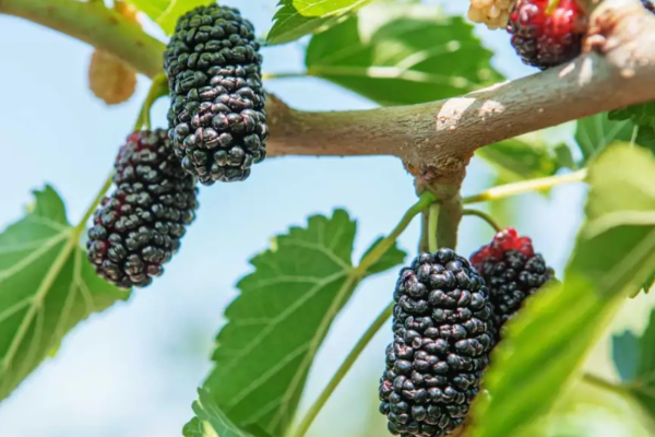 Top 5 Health Benefits of Mulberries and Why You Should Include Them in Your Diet
