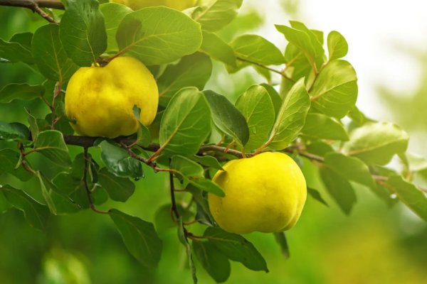 The Health Benefits of Quince Fruit: A Nutritional Powerhouse