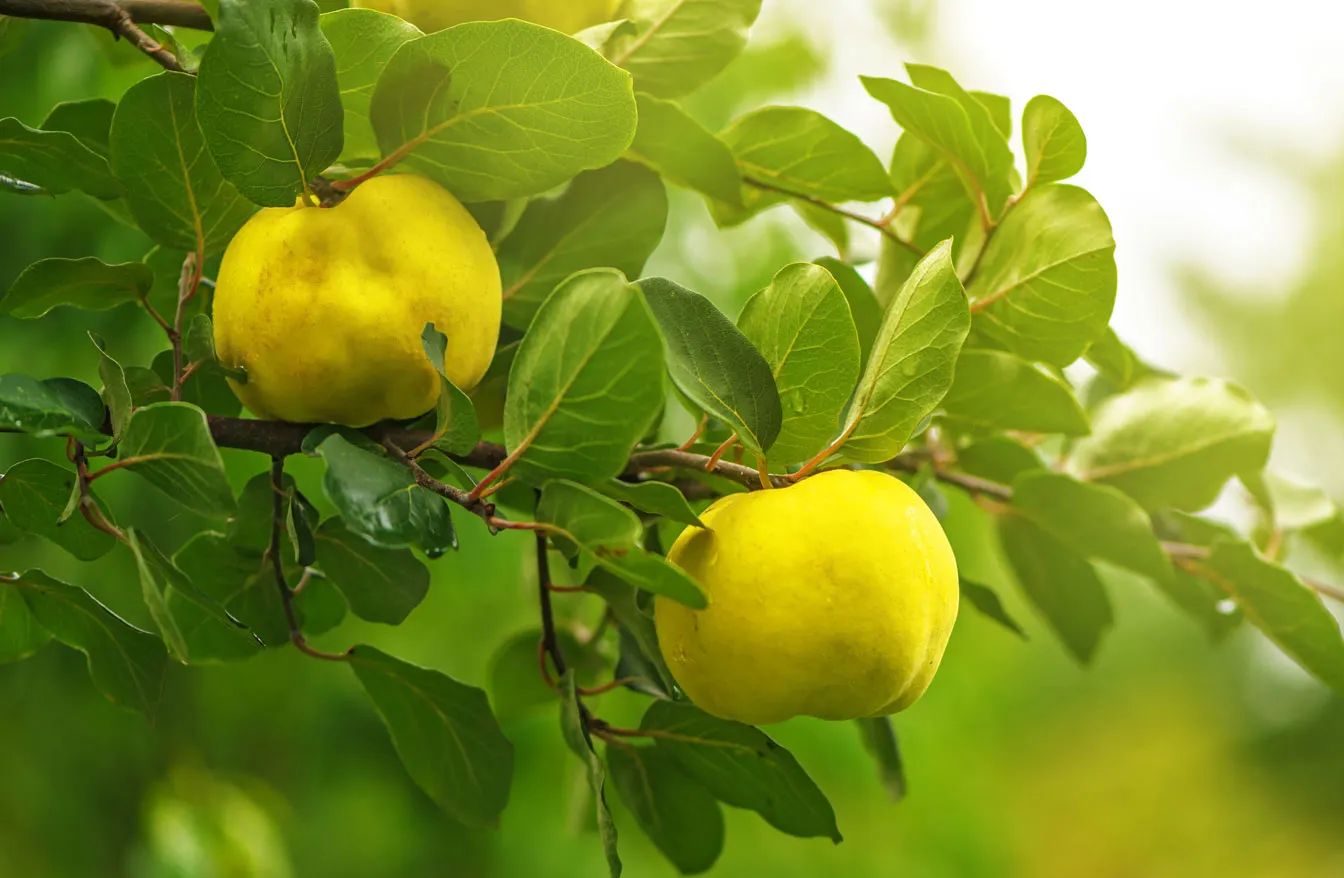 The Health Benefits of Quince Fruit: A Nutritional Powerhouse