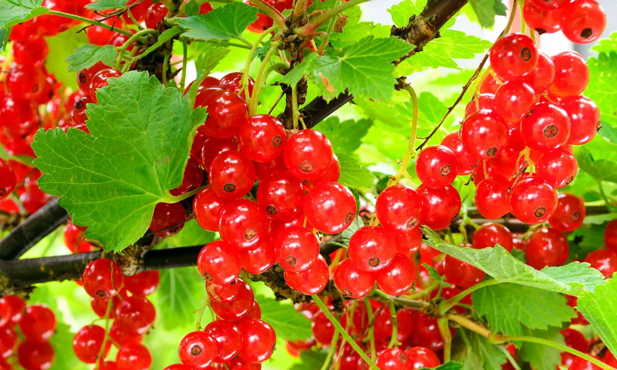 Red Currant The Ultimate Antioxidant-Rich Superfood
