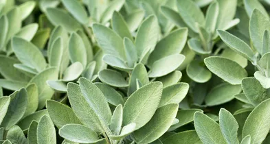 Sage Leaves: An Ancient Herb with Modern Uses