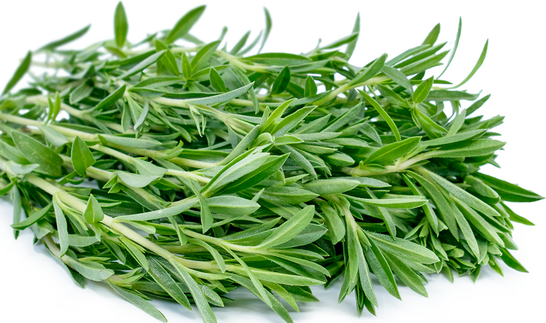 Savory Leaves Everything You Need to Know About this Herb