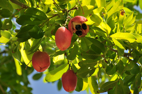 Unlocking the Health Secrets of Ackee Fruit A Comprehensive Analysis