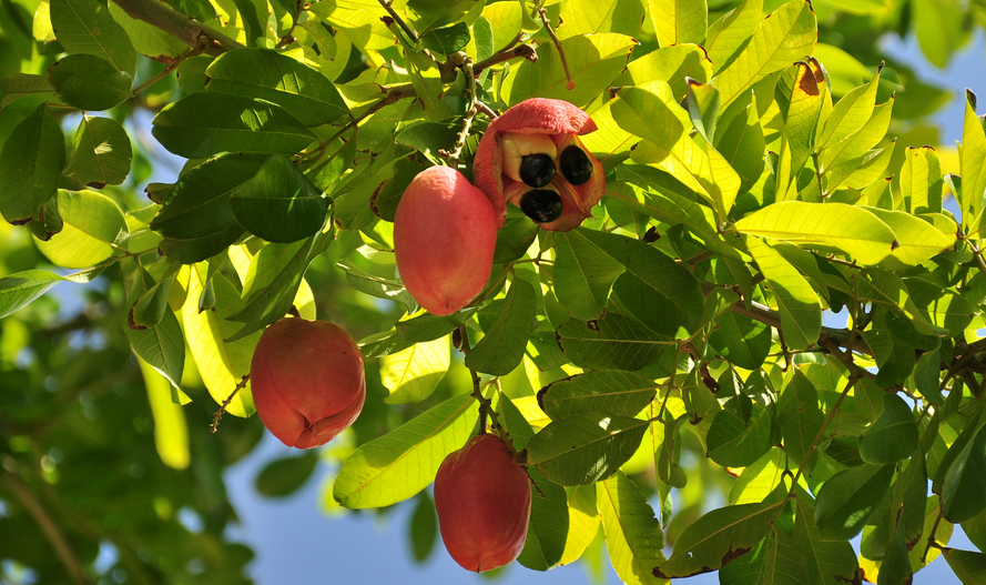 Unlocking the Health Secrets of Ackee Fruit A Comprehensive Analysis