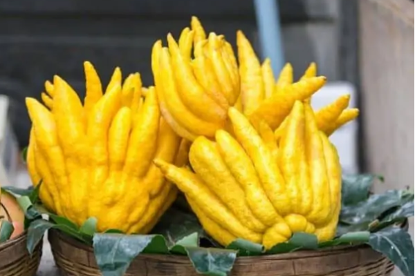 Buddha's Hand Fruit A Culinary Marvel and Its Many Uses