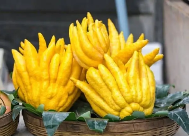 Buddha's Hand Fruit A Culinary Marvel and Its Many Uses