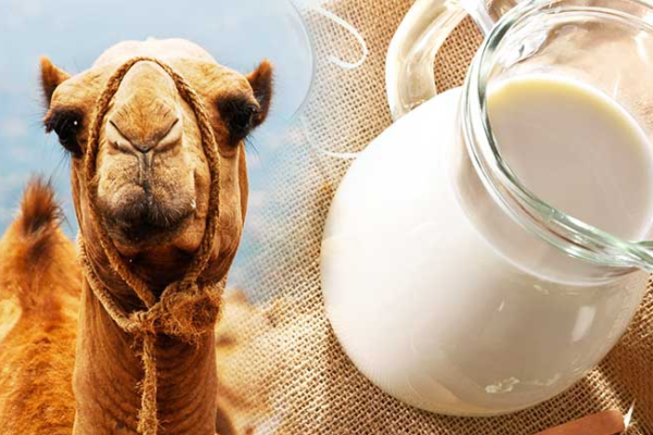 The Health Benefits of Camel Milk: What You Need to Know