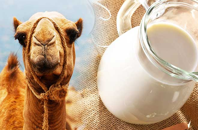 The Health Benefits of Camel Milk: What You Need to Know
