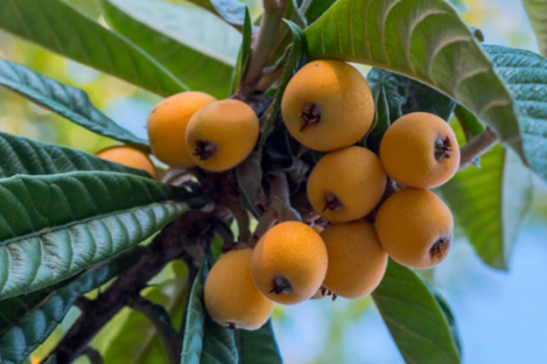 Exploring the Health Benefits of Loquat Fruit What You Need to Know