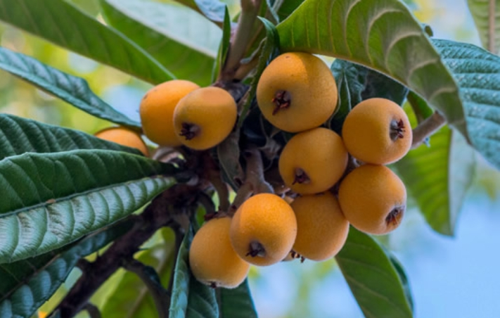 Exploring the Health Benefits of Loquat Fruit What You Need to Know