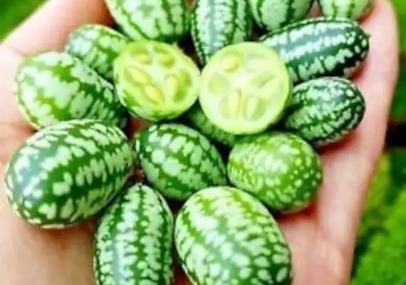 Mouse Melon Fruit A Superfood for Heart Health and Disease Prevention