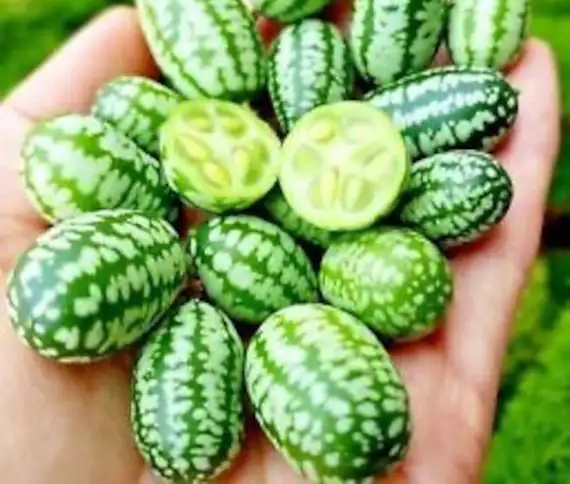 Mouse Melon Fruit A Superfood for Heart Health and Disease Prevention