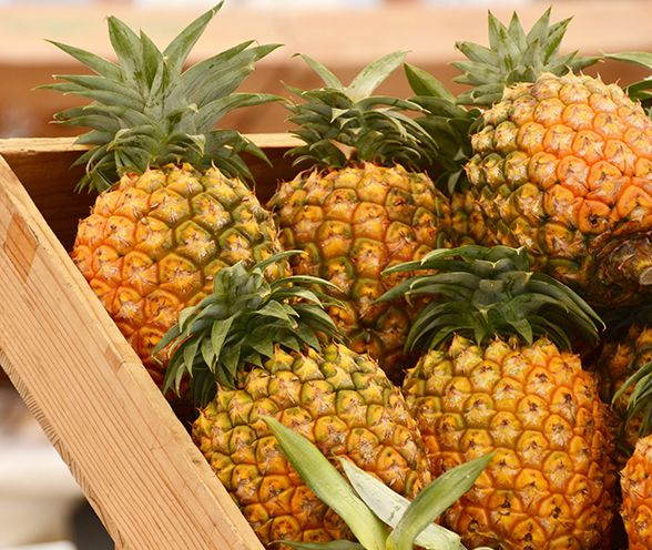 Benefits of Pineapple Digestive Enzymes and Probiotics Abound