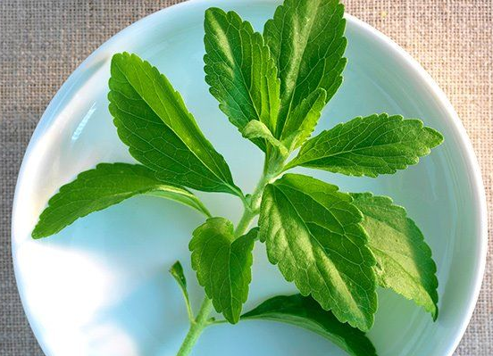 Exploring the Health Benefits of Stevia What You Need to Know