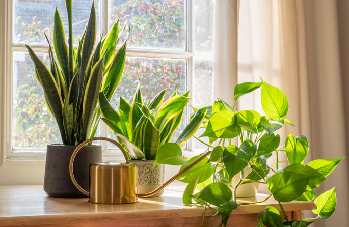 5 Bedroom Plants That'll Drastically Improve Your Health and Wellness 