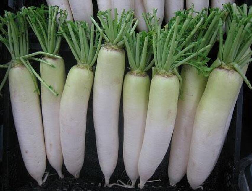 Exploring the Health Benefits of Daikon Radishes: What You Need to Know