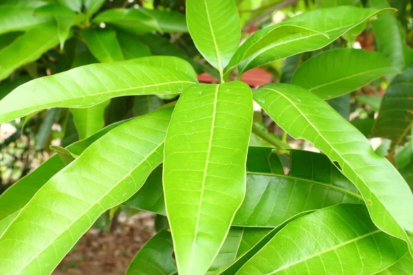 7 Amazing Benefits And Uses Of Mango Leaves 