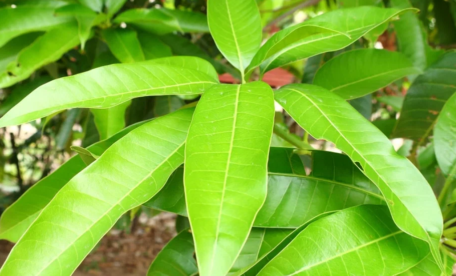 7 Amazing Benefits And Uses Of Mango Leaves 