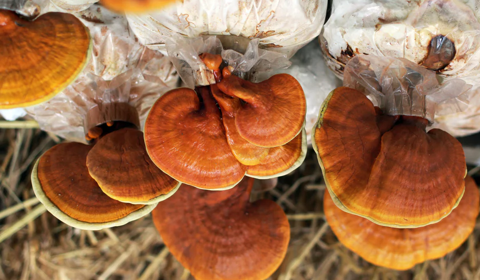 Reishi Mushrooms Nature's Secret to Boosting Immunity
