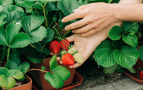Benefits of Strawberry Leaf and Strawberry Leaf Tea