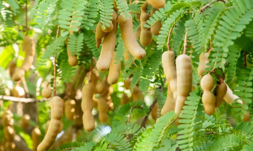 10 Amazing Health Benefits Of Tamarind Leaves