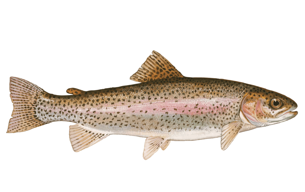 Trout Fish Nutrition A Comprehensive Guide to Its Health Benefits